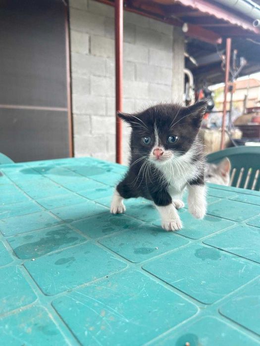 Подарявам котенца