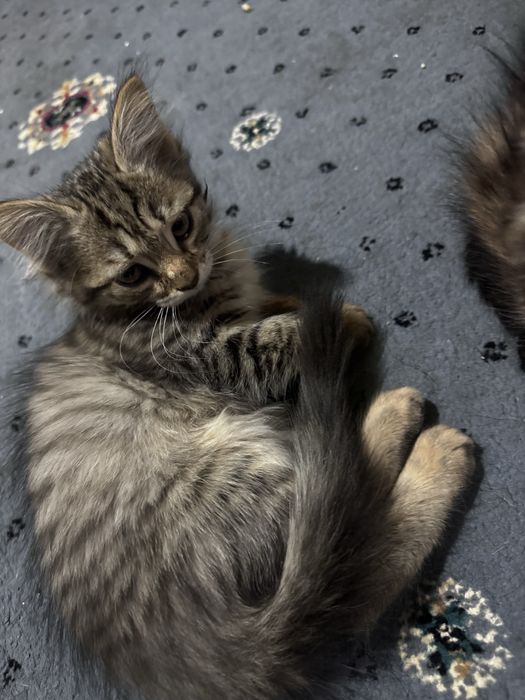 Mushuk bolalari tekinga berialdi