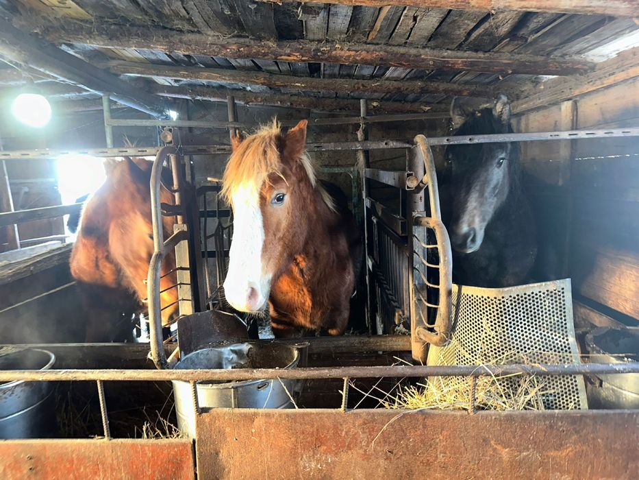 Согым жырный