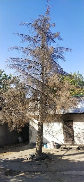 Отдам ёлку бесплатно на дрова,самоспил,самовывоз,електро пила есть