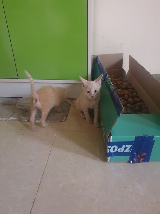 У меня есть котята, которые я отдам в хорошие руки