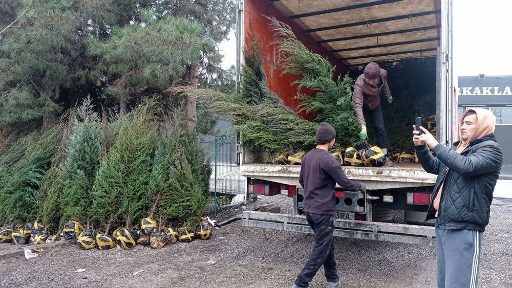 Archalar . Sasna . majvenik.galuboy gepars