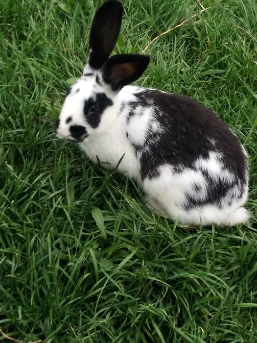 Iepure corcit cu fluture german