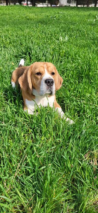 Кобель бигль на вязку