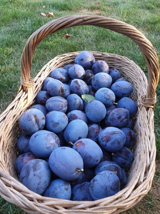 Vand prune din gradina, zona Reghin