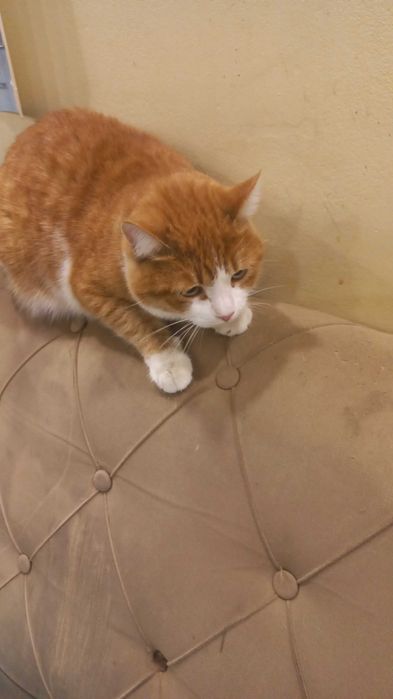 Рыжий кот в добрые руки . Очень денежная расцветка и мышей не будет