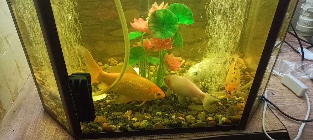 Аквариумные рыбки