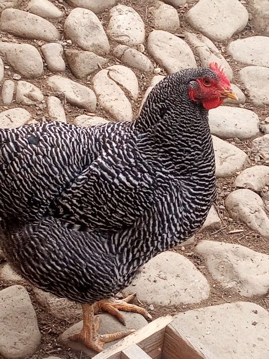 oua gaina rasa plymouth rock barat