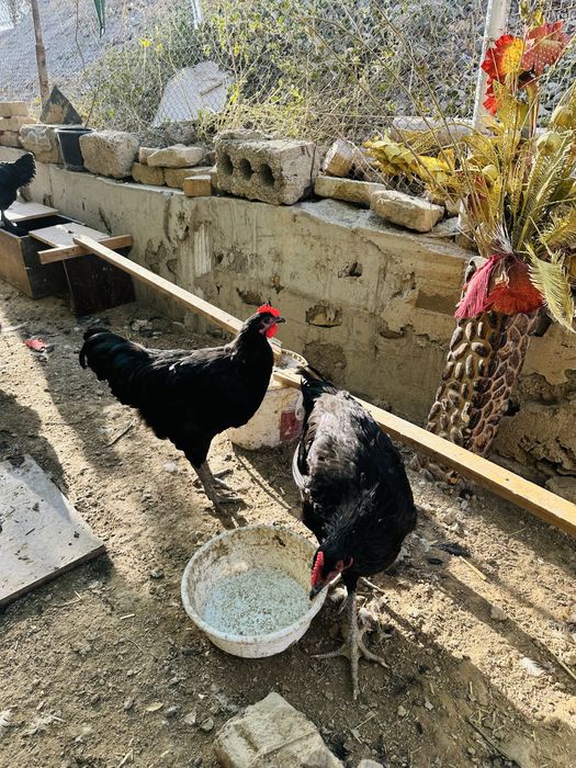 Yirik jersi gigant jo’ja xo’rozlari sotiladi