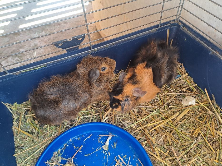 Porcusori de guineea