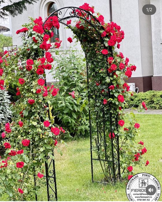 Pergola trandafiri