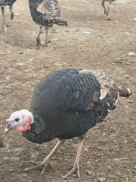 Индюк для новый год