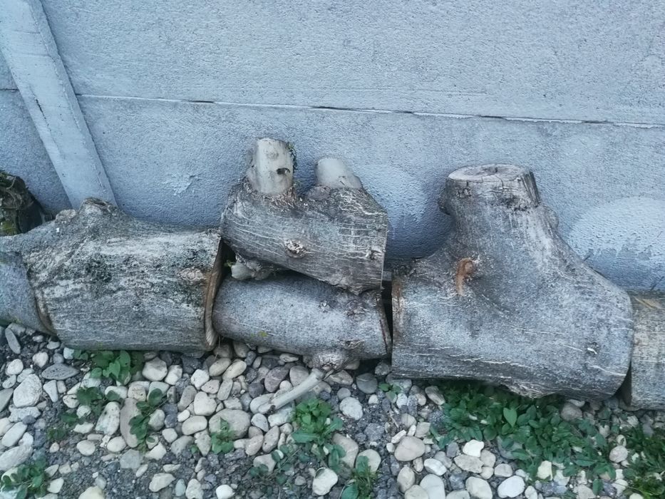 Buturugi, butuci, lemn nuc