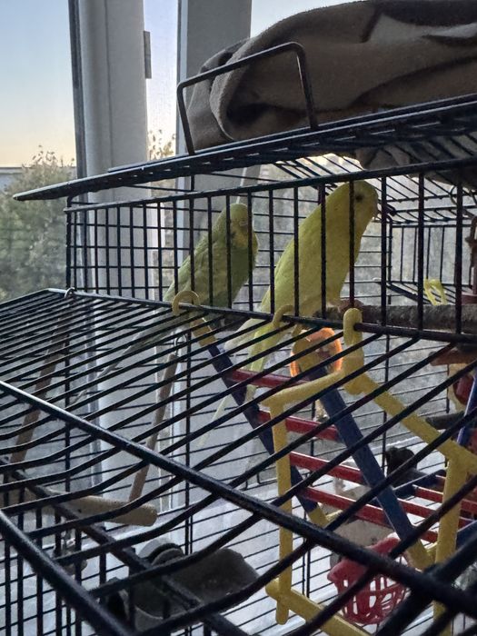 Vand papagali perusi femele + cusca si accesori