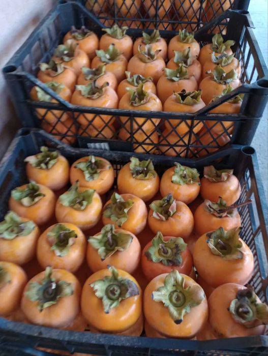 Райски ябълки плод