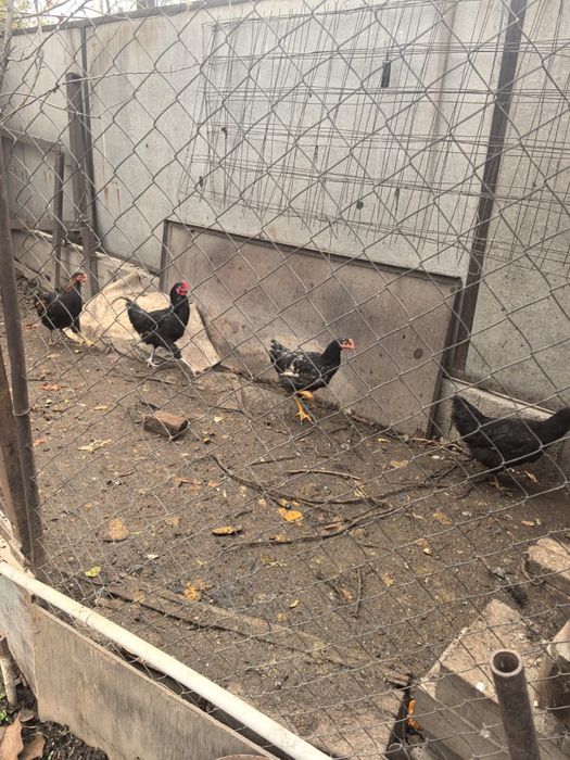 Цыплята 5-6 мес.