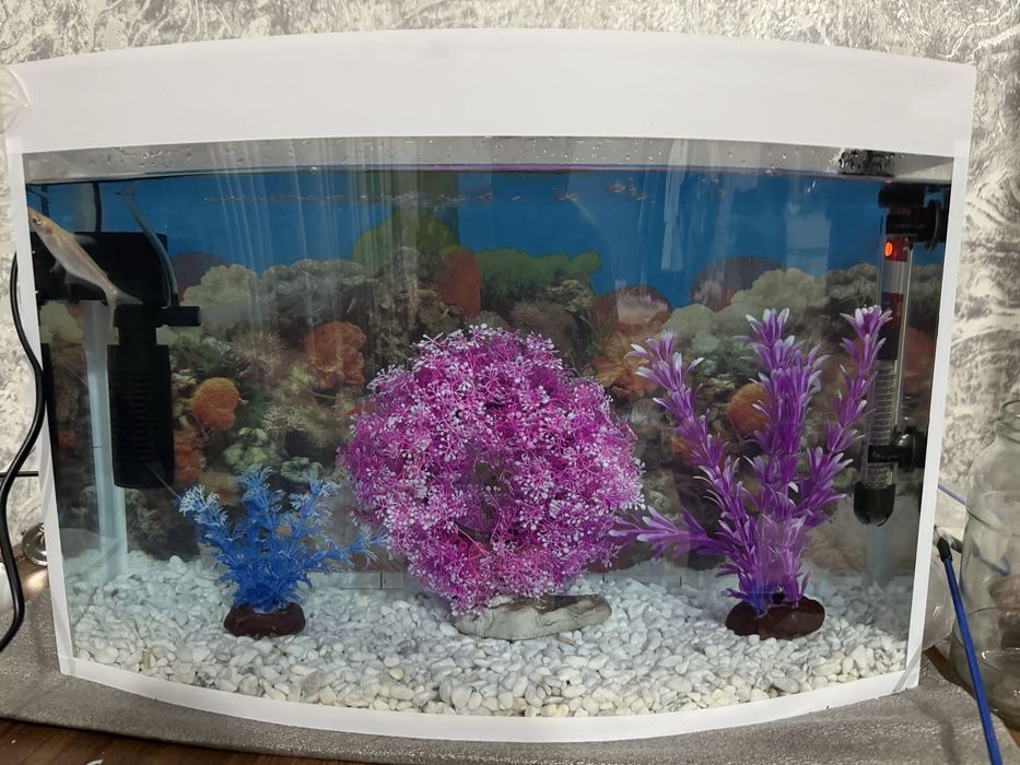 Akvarum va baliqlar kamplekt