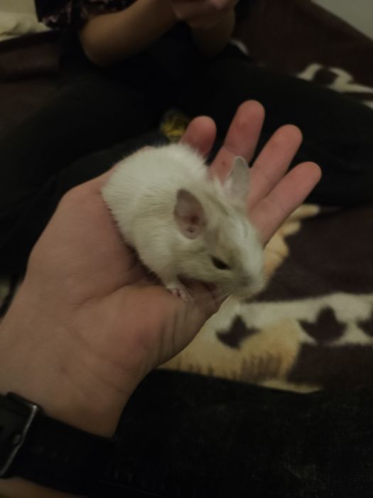 2 Veverite degu surori