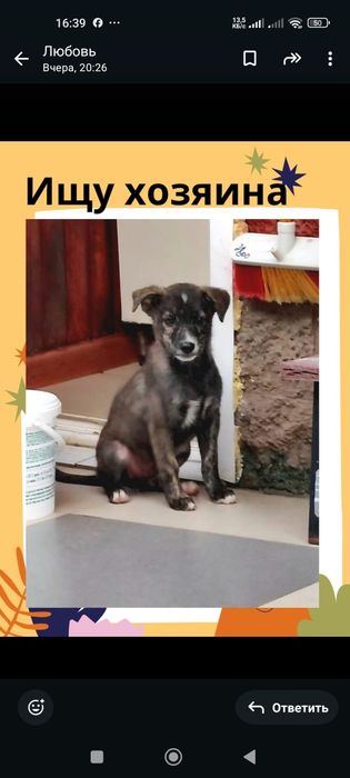 Малыш ищет  дом и добрых заботливых хозяев