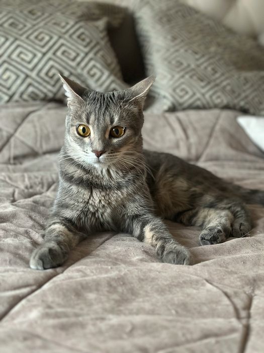 Кошечка Лекси 1,5 года