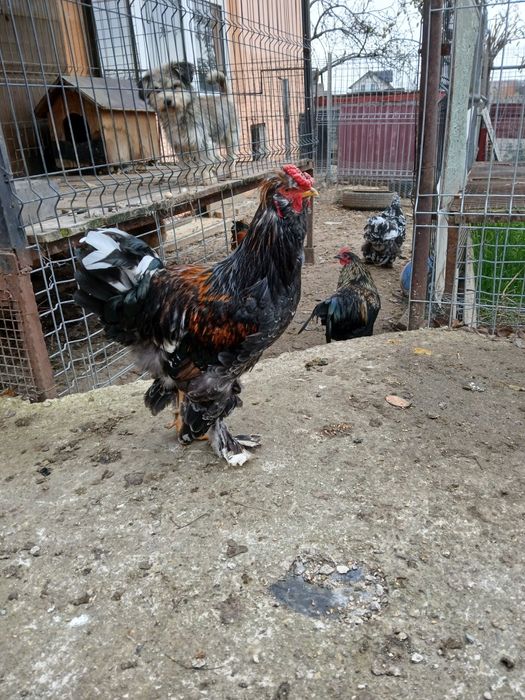 Găini și cocoși de rasă