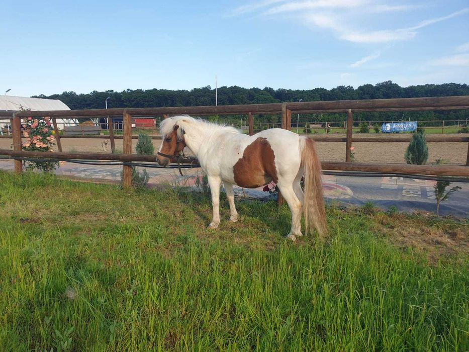 PLIMBARI cu PONEI pentru EVENIMENTE PRIVATE Bucuresti si imprejurimi