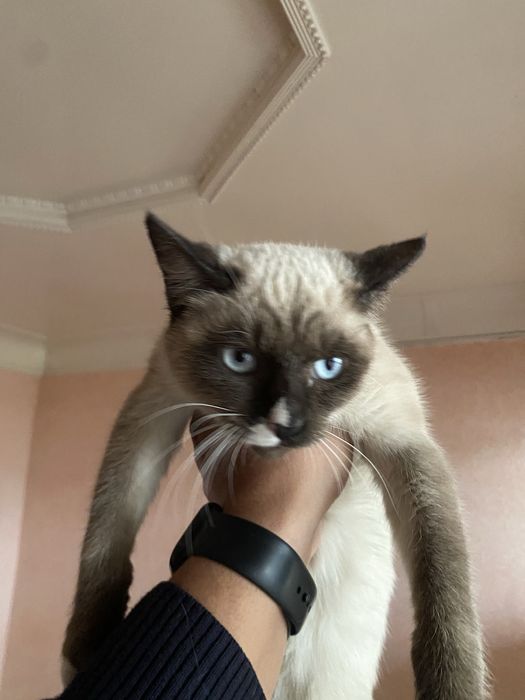 Сотилади 500мин сум келштириб берилади