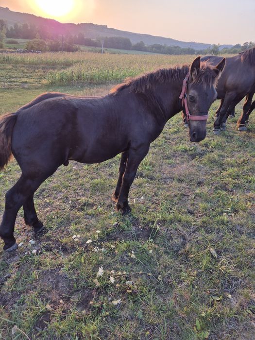 De vânzare manz de 6 luni