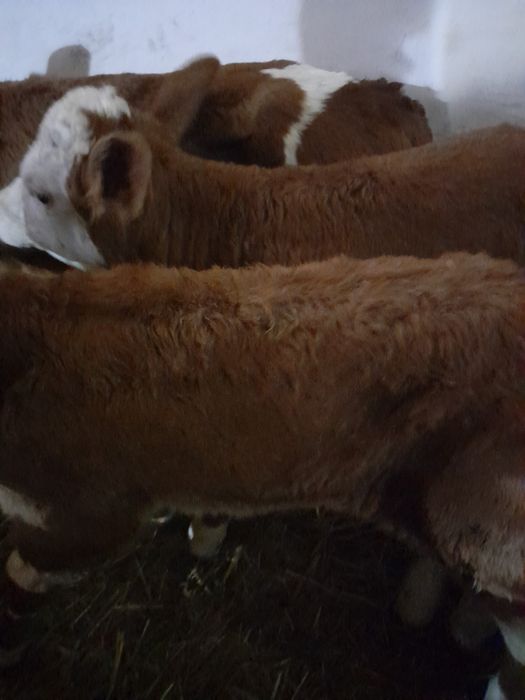 Taurasi si vitele baltate