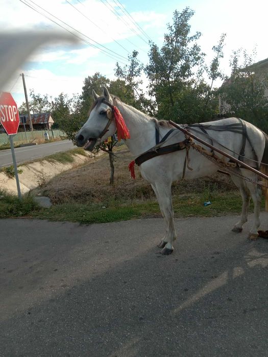 Cal de vânzare preț negociabil