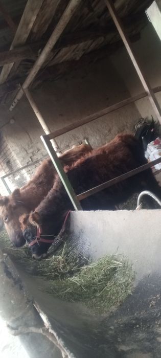 Ona bola sigir sotiladi bolasi gʻunojincha