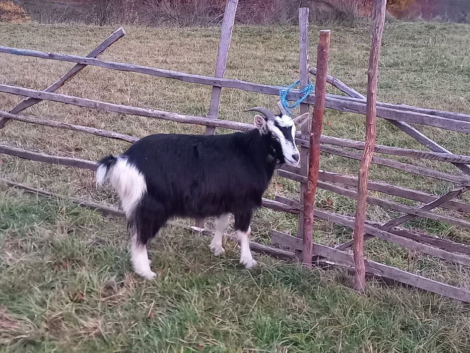 Vand capre bune de tinut