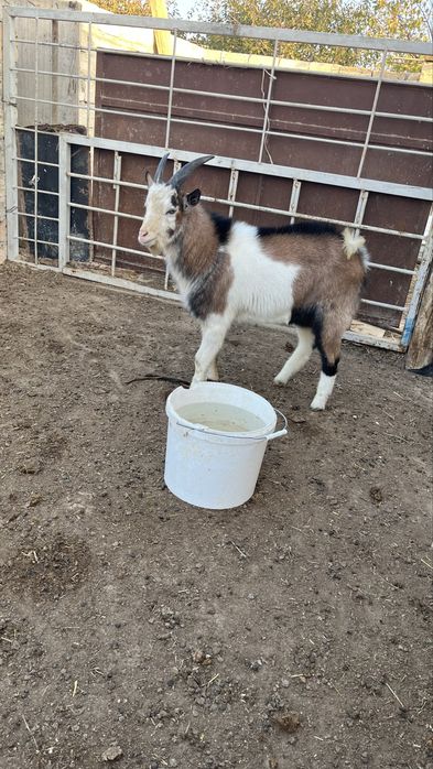 Теке сктылады. Порода Занин