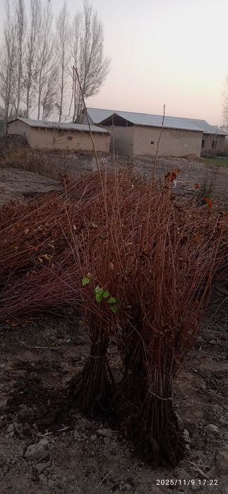 Yashil makon gilos lari