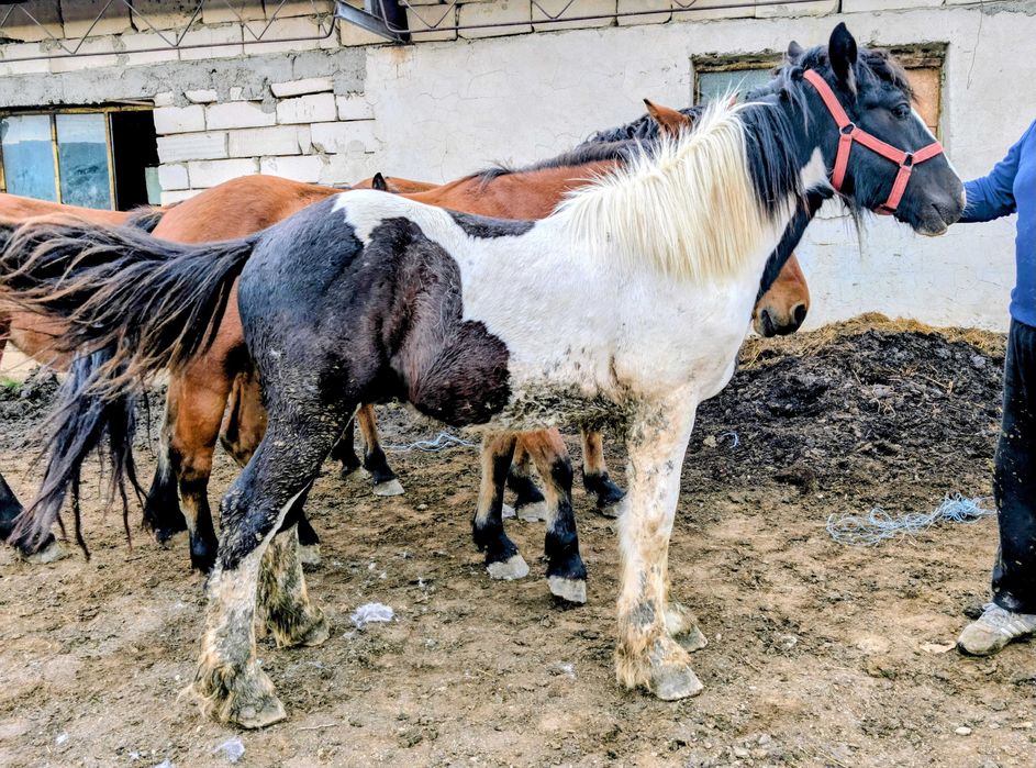Mânz Gypsy Vanner de 1 an