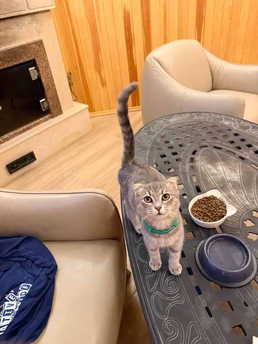 Нашел кошку серая