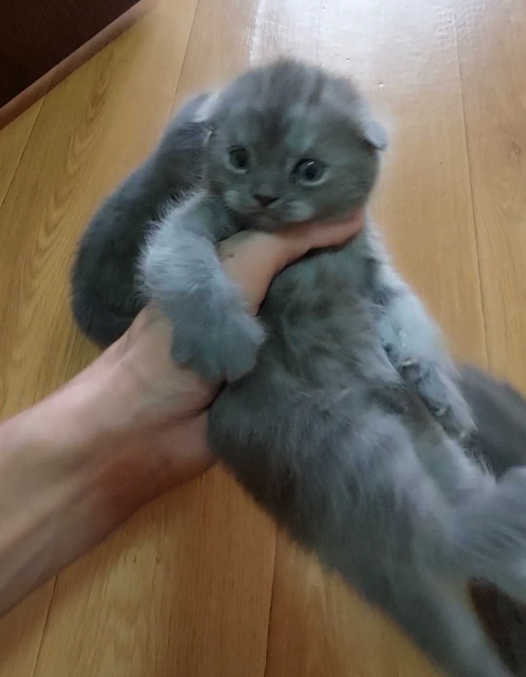 Продаётся вислоухий котёнок от правильной вязки.