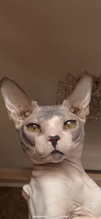 Продается кот сфинкс