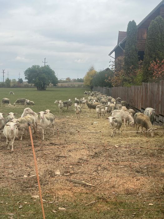 Oi Lacaune de vânzare