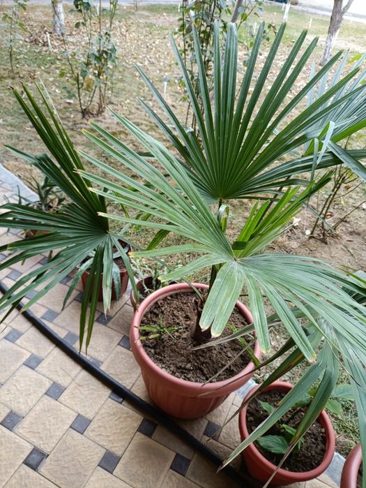 Гул сотилади яшил катта палма гул