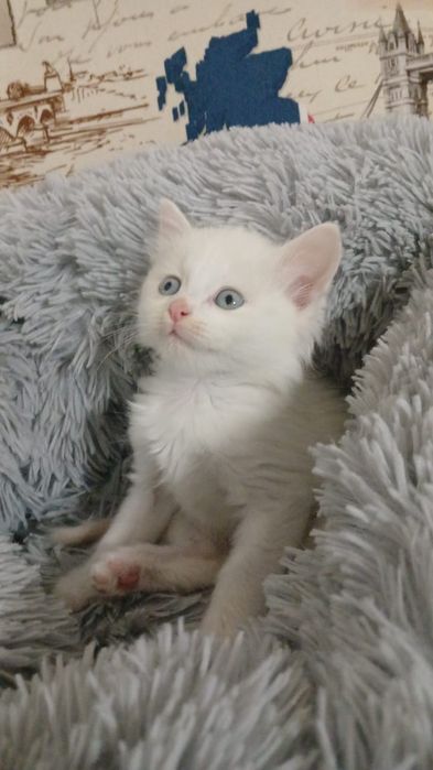 Щенята и КотЯта  ждут любящих и ответственых хозяев