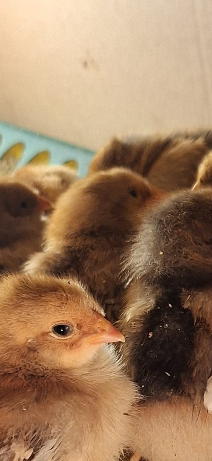 Vând pui diferite rase Australorp Albastru Brahma HD Vorwerk Wiandotte