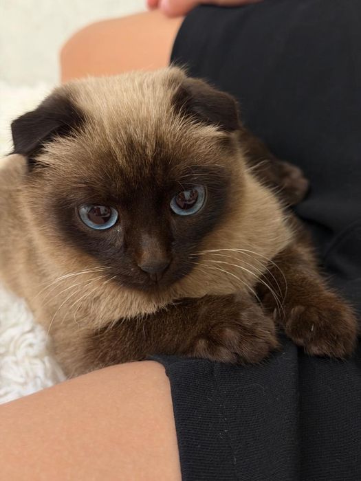 Сиамский фислоухий кот