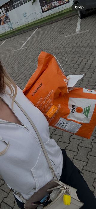 Porumb stiulete nerecoltat încă 2025 producție Kinemas