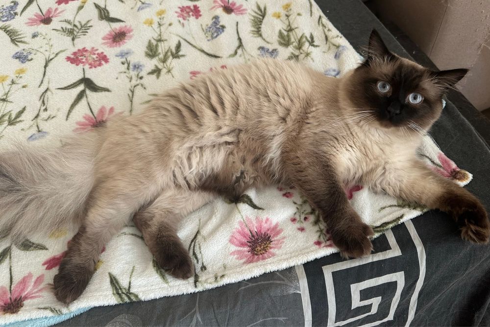 Мъжка котка Рагдол