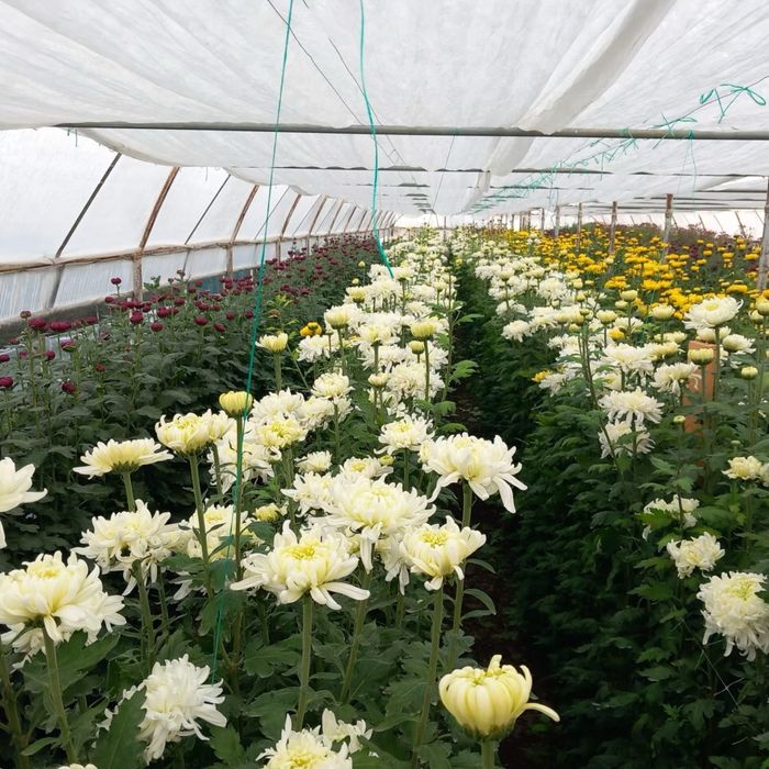 Radacini crizantema toate culorile