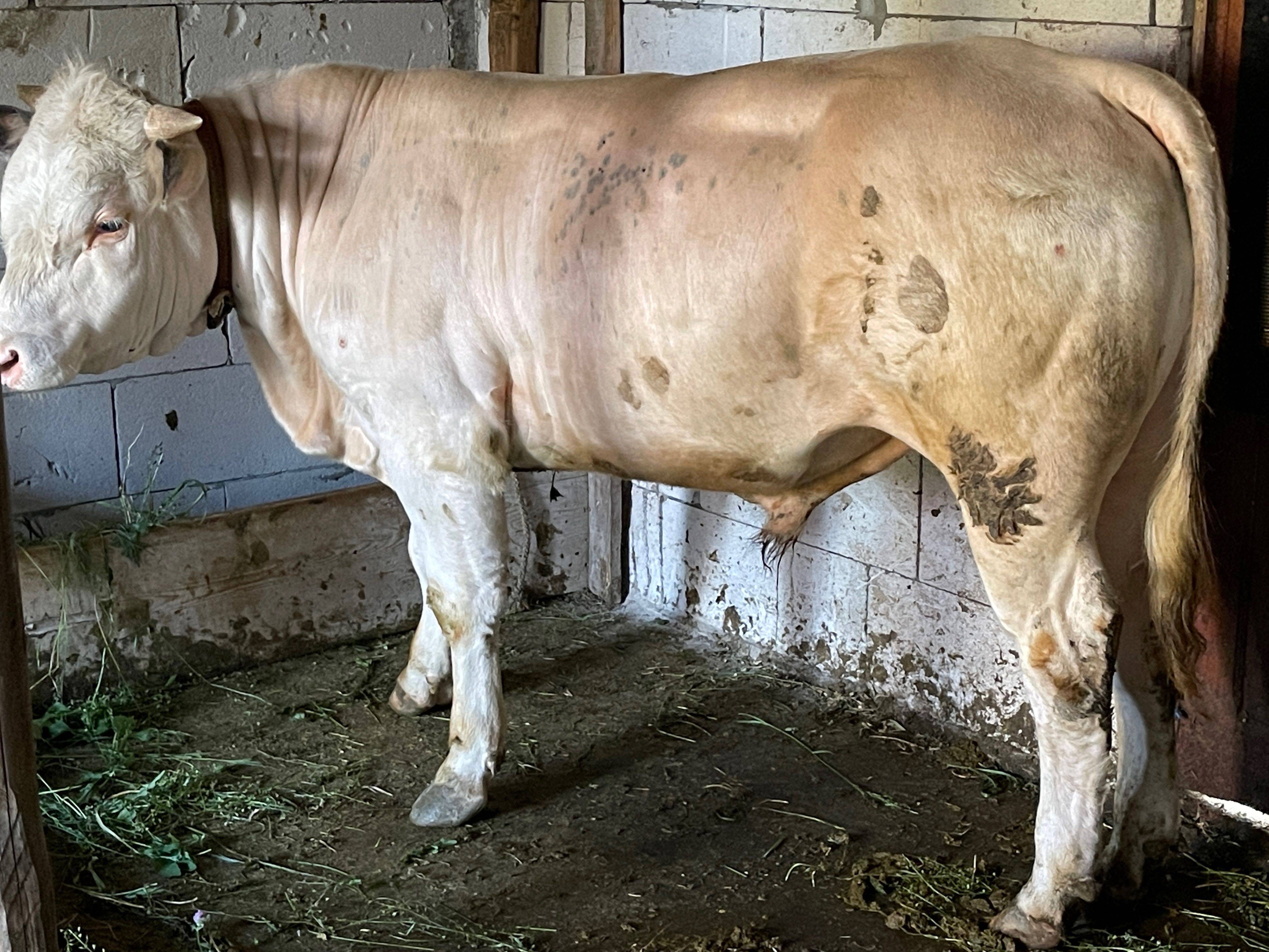 Vând taur belgian