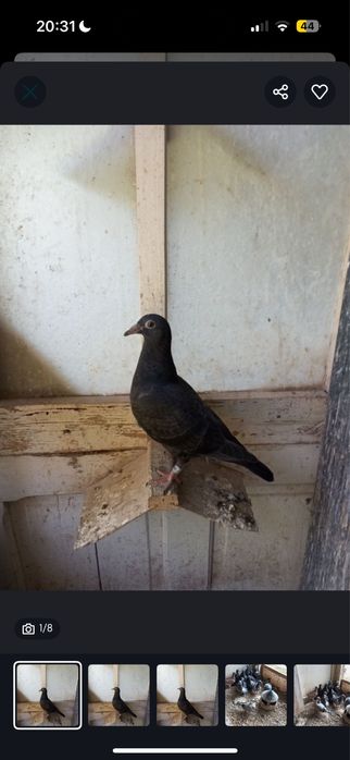 Vand porumbei fond maraton