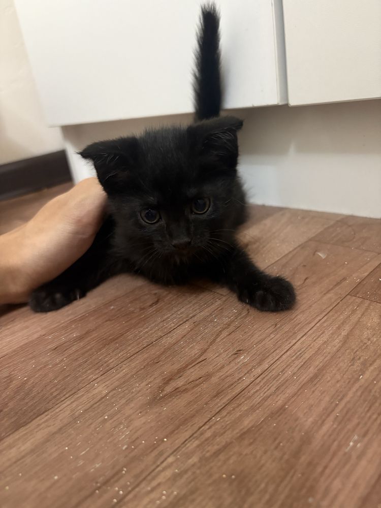 Котята шотланские