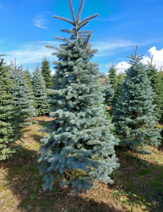 Brazi verzi sau argintiu